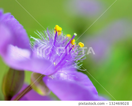 漂亮的花 132469028