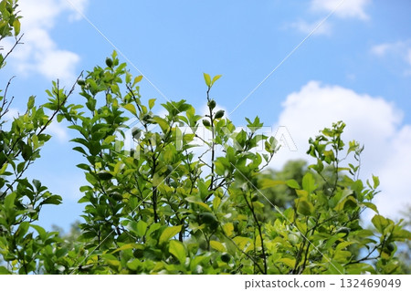 Blue lemon fruit Blue lemon fruit 132469049