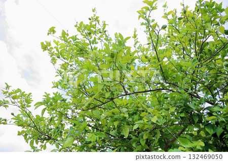 Blue lemon fruit 132469050