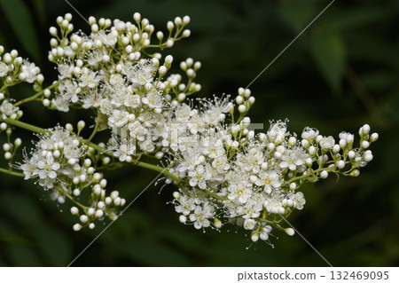 A close-up view of the white flowers of the meadowsweet shrub on a dark green background A close-up view of the white flowers of the meadowsweet shrub on a dark green background 132469095