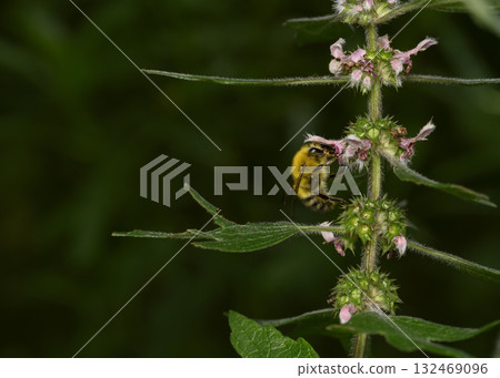 A close-up view of the bee on the forest flower on a dark green leaves background A close-up view of the bee on the forest flower on a dark green leaves background 132469096