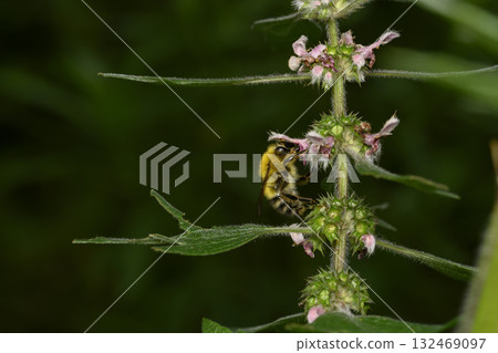 A close-up view of the bee on the forest flower on a dark green leaves background A close-up view of the bee on the forest flower on a dark green leaves background 132469097