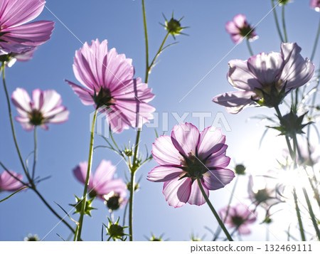 The light of cosmos shining through the morning sky The light of cosmos shining through the morning sky 132469111