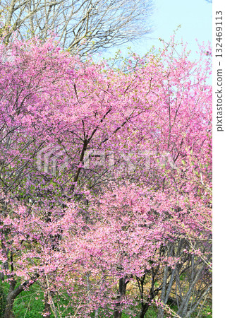 When the cherry blossoms bloom, the village of Hanamomo, early spring in the countryside of Higashichichibu Village When the cherry blossoms bloom, the village of Hanamomo, early spring in the countryside of Higashichichibu Village 132469113