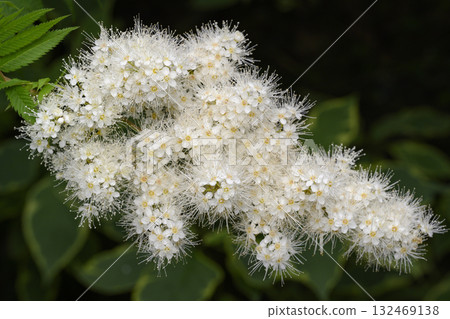 A close-up view of the white flowers of the meadowsweet shrub on a dark green background A close-up view of the white flowers of the meadowsweet shrub on a dark green background 132469138