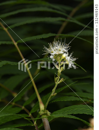 A close-up view of the white flowers of the meadowsweet shrub on a dark green background A close-up view of the white flowers of the meadowsweet shrub on a dark green background 132469143