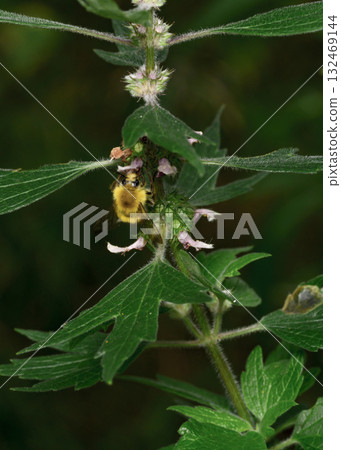 A close-up view of the bee on the forest flower on a dark green leaves background A close-up view of the bee on the forest flower on a dark green leaves background 132469144