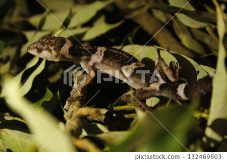 The banded gecko, an endemic species of the World Natural Heritage site Tokunoshima The banded gecko, an endemic species of the World Natural Heritage site Tokunoshima 132469803