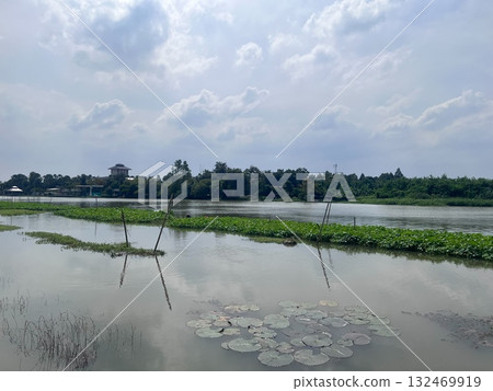 Aquatic plants growing in rivers 132469919