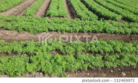 Carrot field 132469972