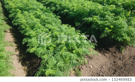 胡蘿蔔田 132469983