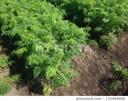 胡蘿蔔田 132469986