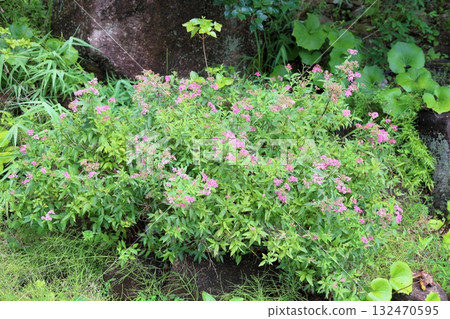 可愛的草地花朵 132470595