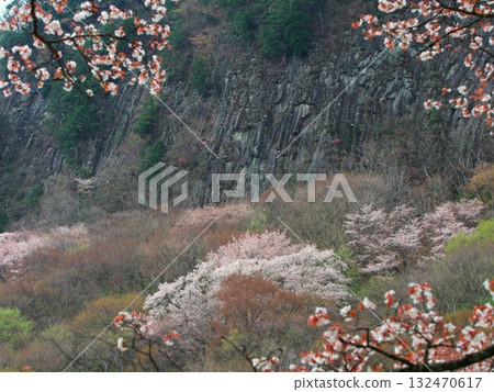 Spring in Soni Village, Nara Prefecture: Cherry blossoms in full bloom at Byobuiwa Rock 132470617