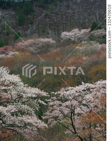 Spring in Soni Village, Nara Prefecture: Cherry blossoms in full bloom at Byobuiwa Rock 132470619