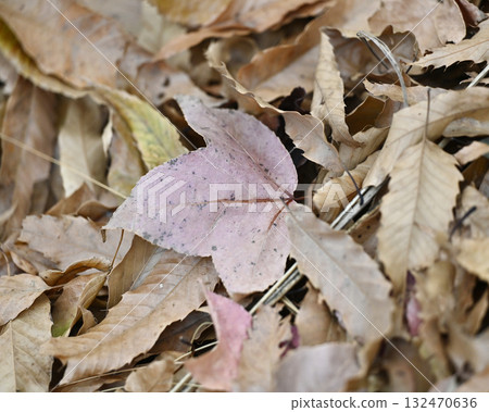 Winter image (fallen leaves) Winter image (fallen leaves) 132470636