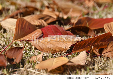 Winter image (fallen leaves) 132470639