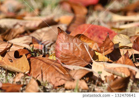 冬天的圖像（落葉） 132470641