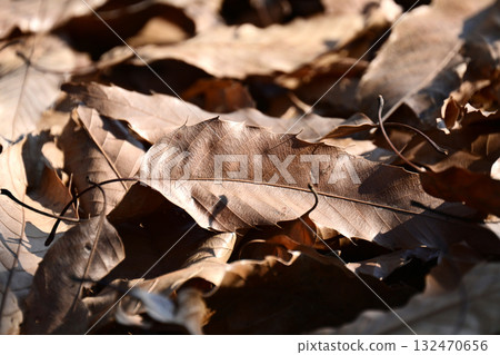 冬天的圖像（落葉） 132470656