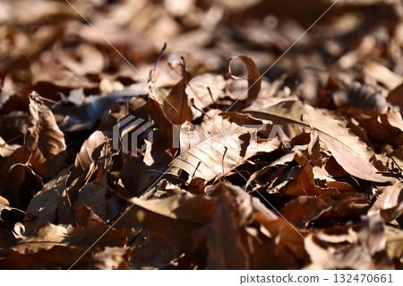 冬天的圖像（落葉） 132470661