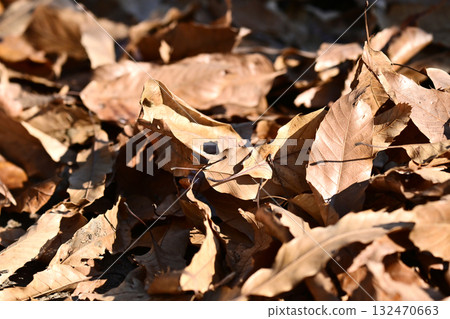 Winter image (fallen leaves) Winter image (fallen leaves) 132470663