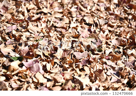 Winter image (fallen leaves) 132470666