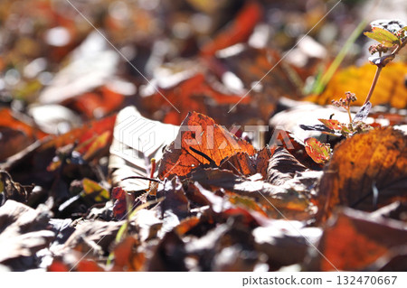 Winter image (fallen leaves) Winter image (fallen leaves) 132470667