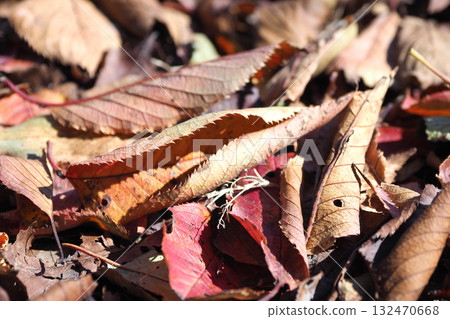 冬天的圖像（落葉） 132470668