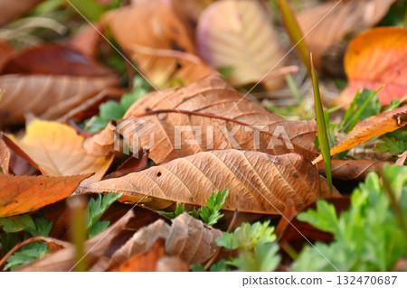 Winter image (fallen leaves) Winter image (fallen leaves) 132470687