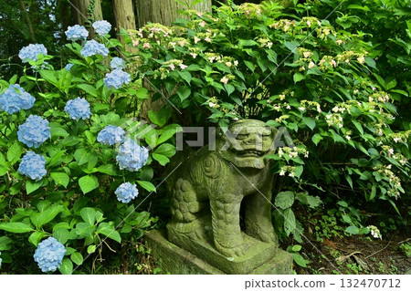 鹿沼市磯山神社參道上的獅子雕像上的繡球花 鹿沼市磯山神社參道上的獅子雕像上的繡球花 132470712