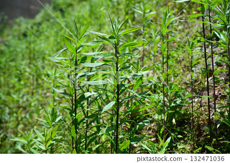 Vacant land, wasteland, weeds, land, vacant lot Vacant land, wasteland, weeds, land, vacant lot 132471036