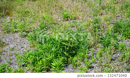 Vacant land, wasteland, weeds, land, vacant lot 132471040