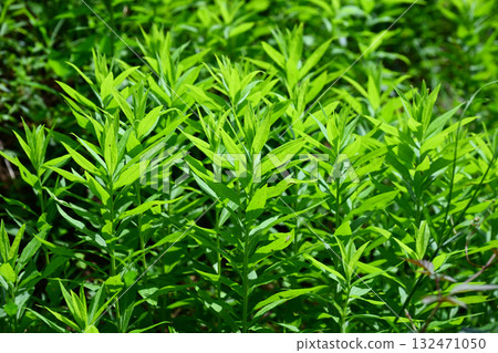 Vacant land, wasteland, weeds, land, vacant lot 132471050