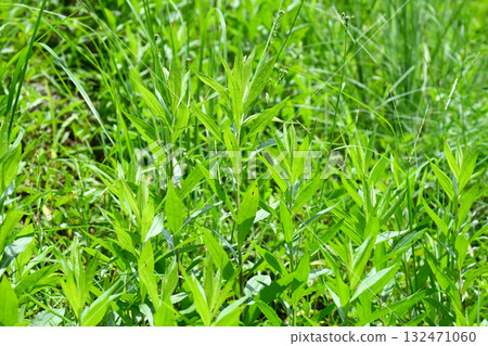 Vacant land, wasteland, weeds, land, vacant lot 132471060