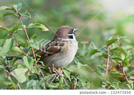 sparrow 132471930