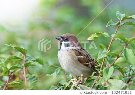sparrow 132471931