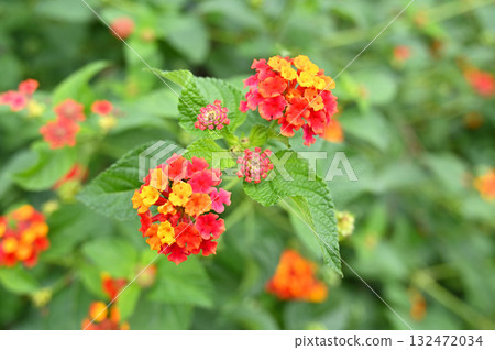 樹：馬纓丹甲蟲家族 132472034