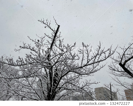 snow day  snow day  132472227