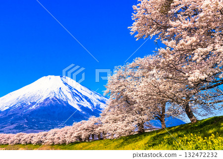 白石市一人千本櫻的櫻花樹行與富士山的合成圖 白石市一人千本櫻的櫻花樹行與富士山的合成圖 132472232