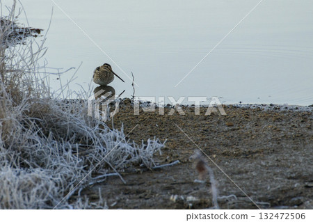 Common snipe at the waterside of a reservoir 132472506
