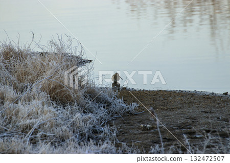 Common snipe at the waterside of a reservoir 132472507