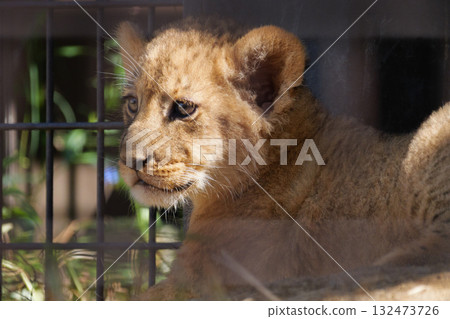 坐著的小獅子 坐著的小獅子 132473726