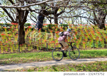 一名男子在盛開的紅蜘蛛百合旁騎腳踏車 132473752