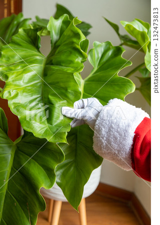 Santa Claus hands stroking a beautiful philodendron 132473813