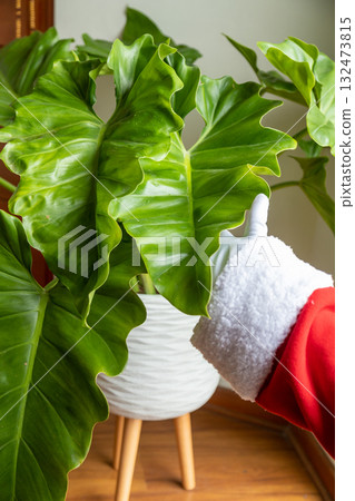Santa Claus hands stroking a beautiful philodendron Santa Claus hands stroking a beautiful philodendron 132473815
