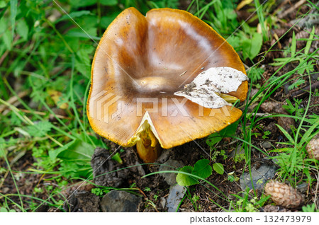 Wild amanita caesarea, orange mushroom edible in forest of China Wild amanita caesarea, orange mushroom edible in forest of China 132473979