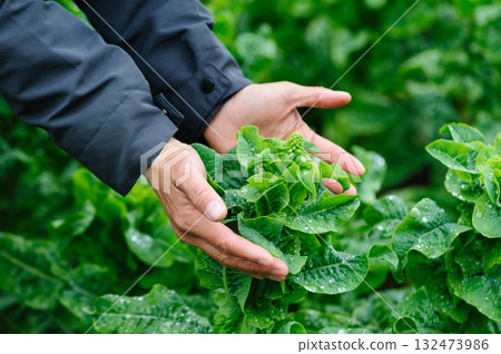 People hands protect green stem lettuce crops in garden 132473986