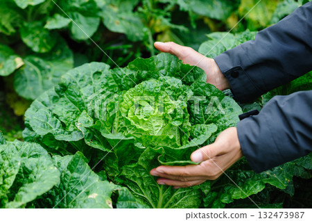 People hands picking green chinese cabbages crops in garden People hands picking green chinese cabbages crops in garden 132473987