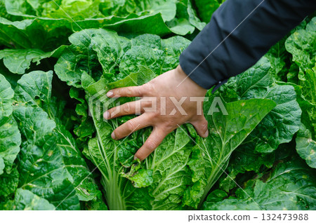 People hands picking green chinese cabbages crops in garden 132473988