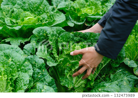 People hands picking green chinese cabbages crops in garden 132473989